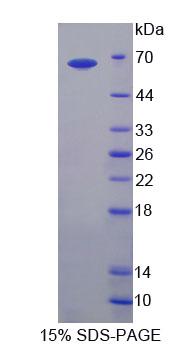 Figure 1. SDS-PAGE