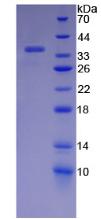Figure 2. SDS-PAGE