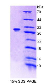 Figure 1. SDS-PAGE
