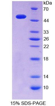 Figure 1. SDS-PAGE