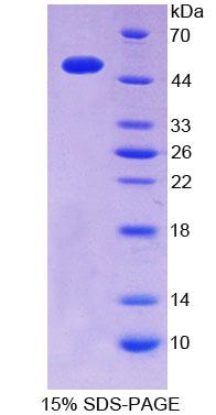 Figure 1. SDS-PAGE