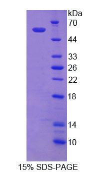 Figure 1. SDS-PAGE