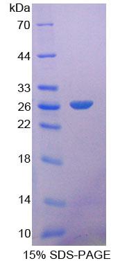 Figure 1. SDS-PAGE