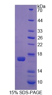 Figure 1. SDS-PAGE