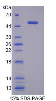 Figure 1. SDS-PAGE