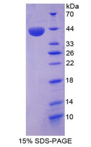 Figure 1. SDS-PAGE
