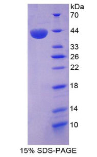 Figure 1. SDS-PAGE