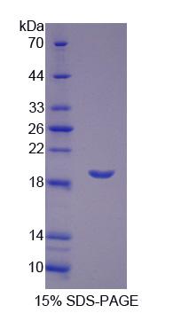 Figure 1. SDS-PAGE