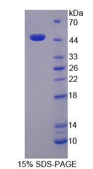 Figure 1. SDS-PAGE