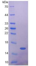 Figure 2. SDS-PAGE