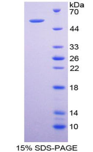 Figure 1. SDS-PAGE