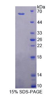 Figure 1. SDS-PAGE