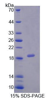 Figure 1. SDS-PAGE