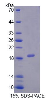 Figure 1. SDS-PAGE