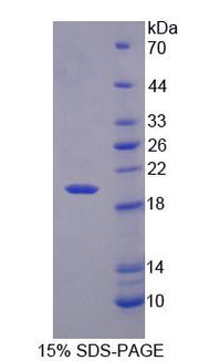 Figure 1. SDS-PAGE