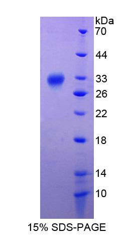 Figure 1. SDS-PAGE