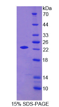 Figure 1. SDS-PAGE