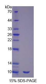 Figure 1. SDS-PAGE