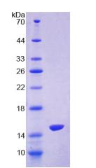 Figure 2. SDS-PAGE