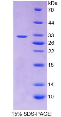 Figure 1. SDS-PAGE