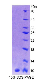 Figure 1. SDS-PAGE