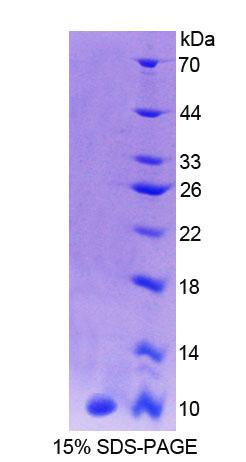 Figure 1. SDS-PAGE