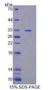 Figure 1. SDS-PAGE
