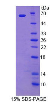 Figure 1. SDS-PAGE