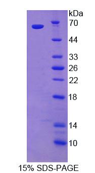 Figure 1. SDS-PAGE