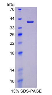 Figure 1. SDS-PAGE