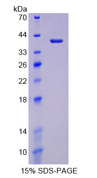 Figure 1. SDS-PAGE