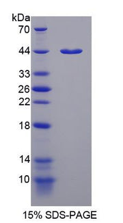 Figure 1. SDS-PAGE
