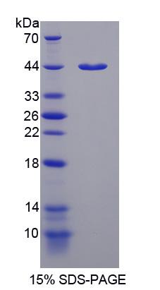 Figure 1. SDS-PAGE