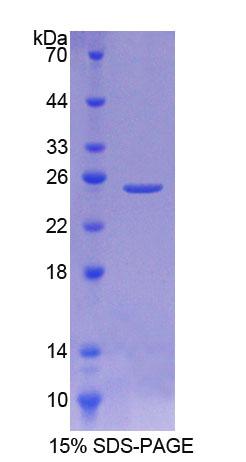 Figure 1. SDS-PAGE