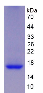 Figure 1. SDS-PAGE