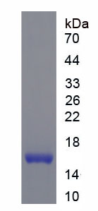 Figure 1. SDS-PAGE