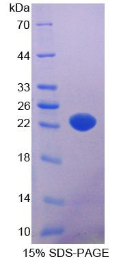 Figure 1. SDS-PAGE