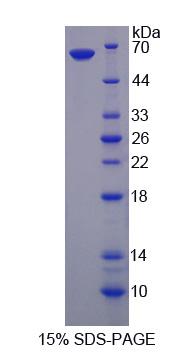 Figure 1. SDS-PAGE