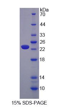 Figure 1. SDS-PAGE