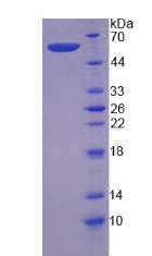 Figure 2. SDS-PAGE