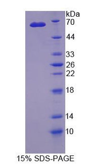 Figure 1. SDS-PAGE