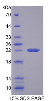 Figure 1. SDS-PAGE