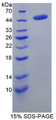 Figure 1. SDS-PAGE