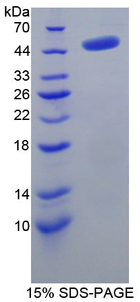 Figure 1. SDS-PAGE