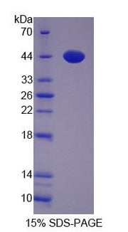 Figure 1. SDS-PAGE