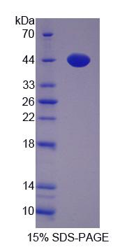 Figure 1. SDS-PAGE