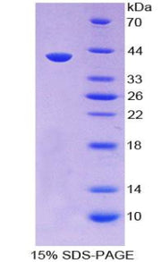 Figure 1. SDS-PAGE