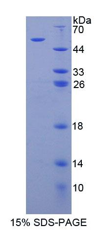 Figure 1. SDS-PAGE
