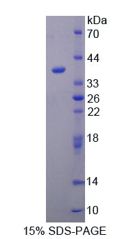Figure 1. SDS-PAGE