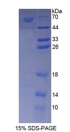 Figure 1. SDS-PAGE
